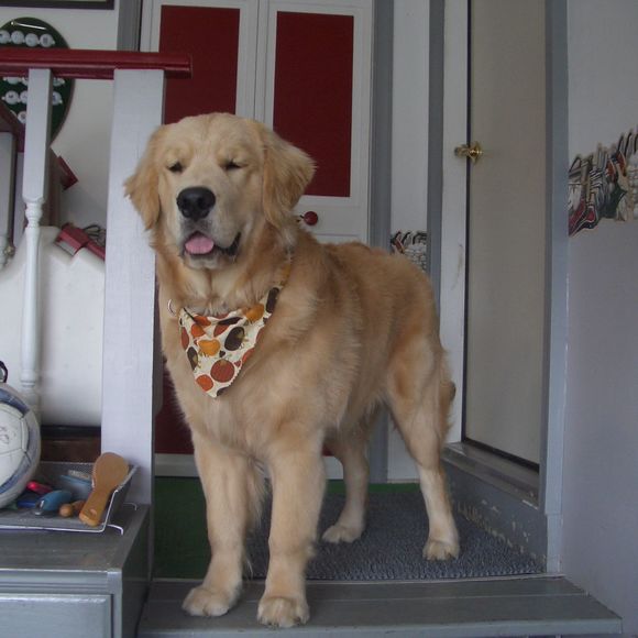 Meet your Posher, Thomas - Picture 1 of 1